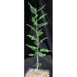 Boswellia sacra one-gallon pots